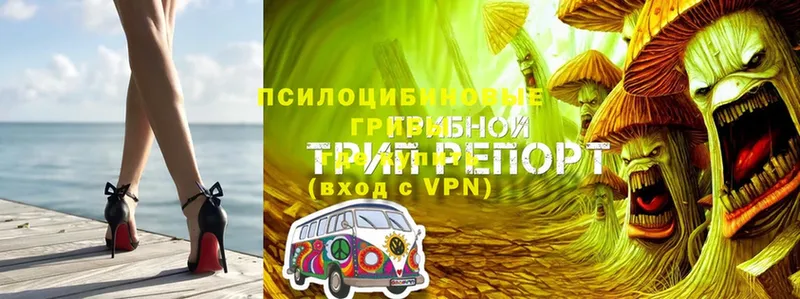 кракен ССЫЛКА  где купить   Бавлы  Псилоцибиновые грибы GOLDEN TEACHER 